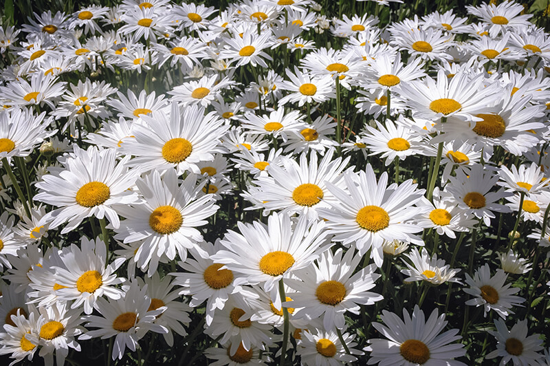 Shasta Daisy