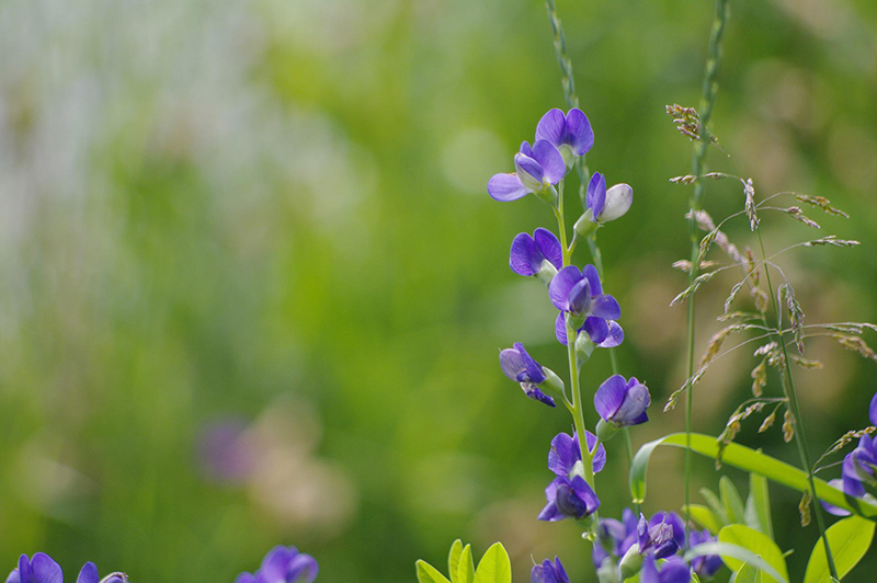 False Indigo