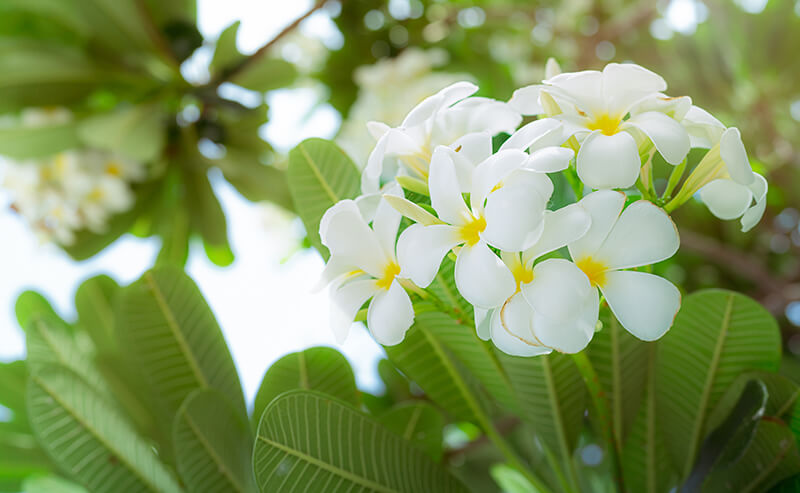 West Indian Jasmine