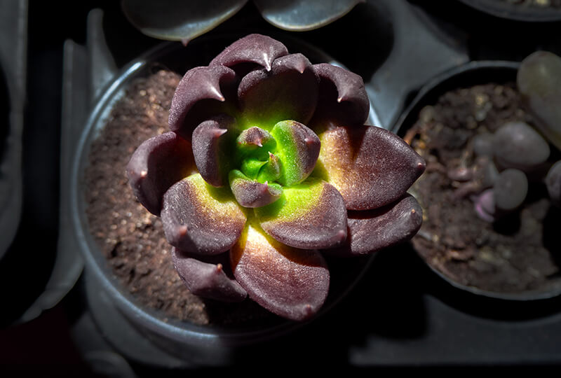 Black Prince Echeveria