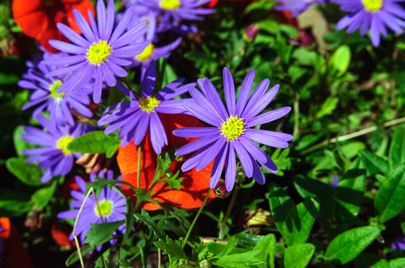 Swan River Daisy