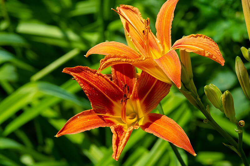 Lilium Lancifolium