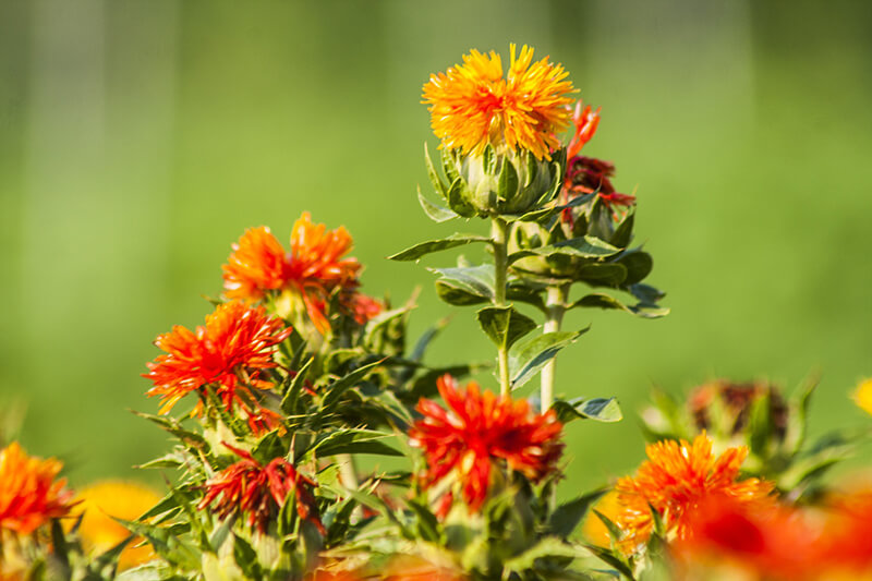 Safflower