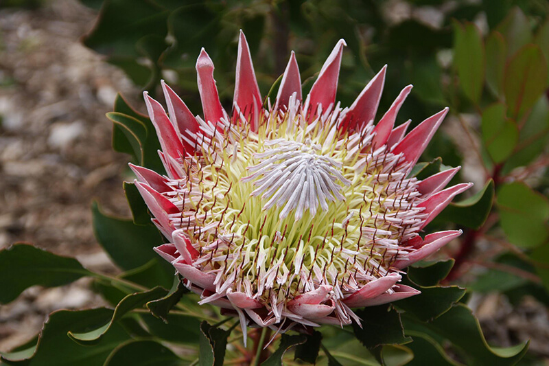 King Protea