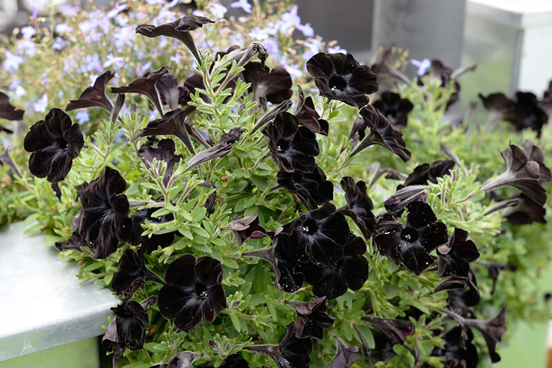 Sweetunia Black Satin