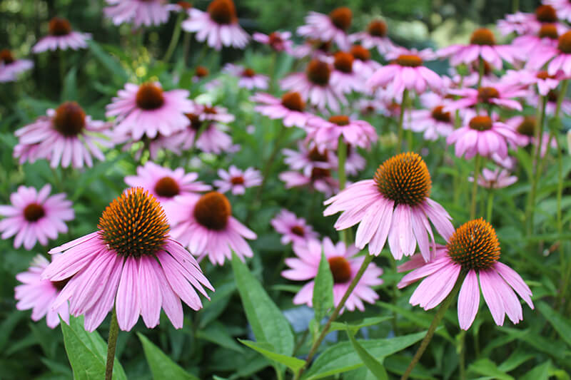 Pale Purple Coneflower