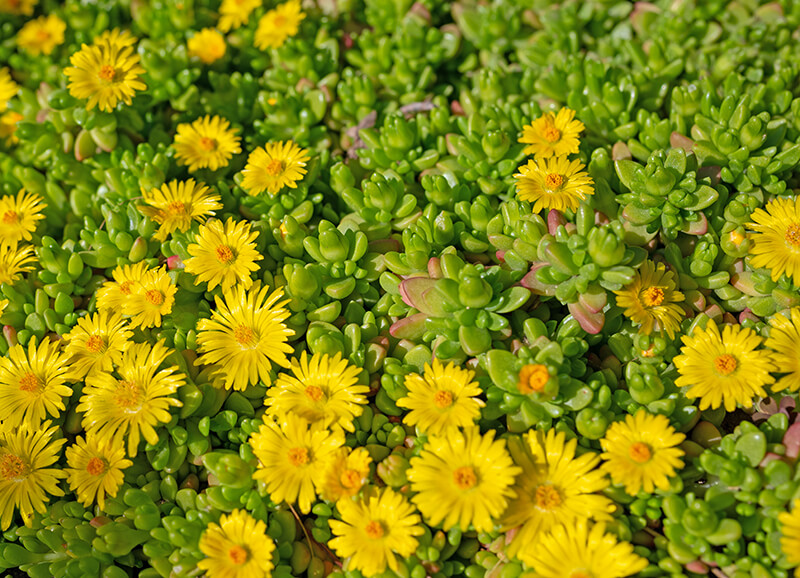 Hardy Yellow Iceplant