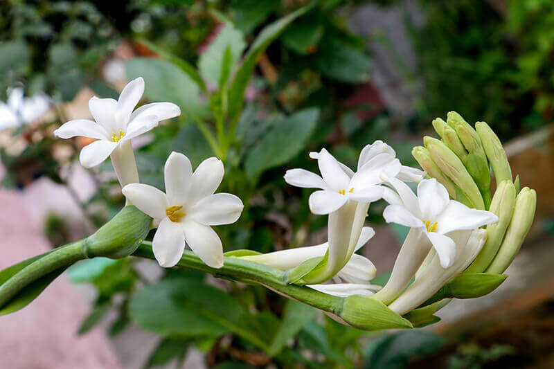 Bride’s Flower