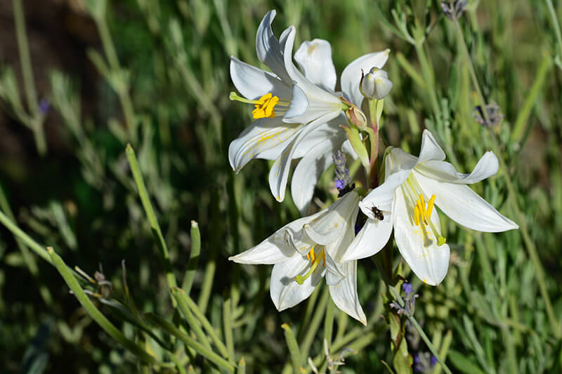 Lilium Candidum