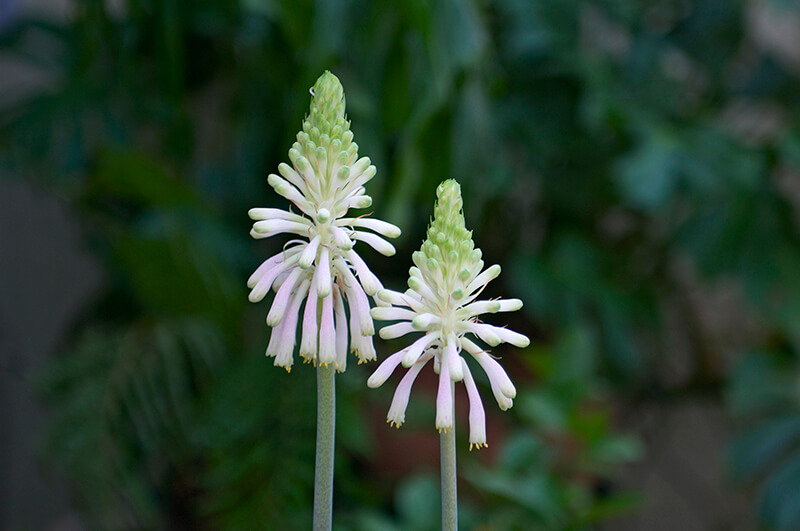 Unicorn Root