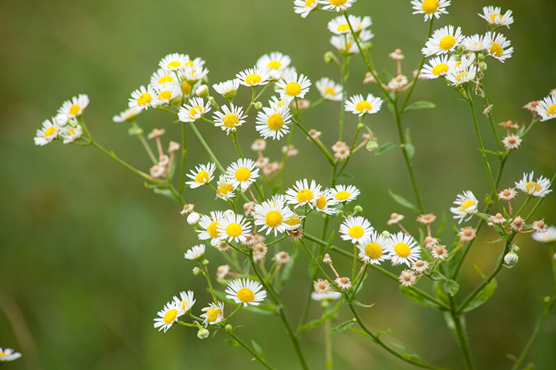 Common Fleabane