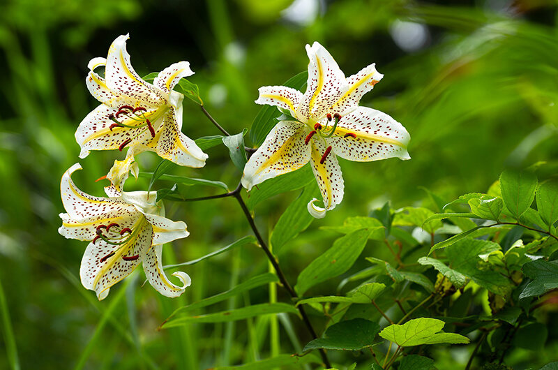 Lilium Auratum