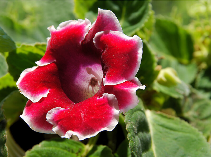 Gloxinia