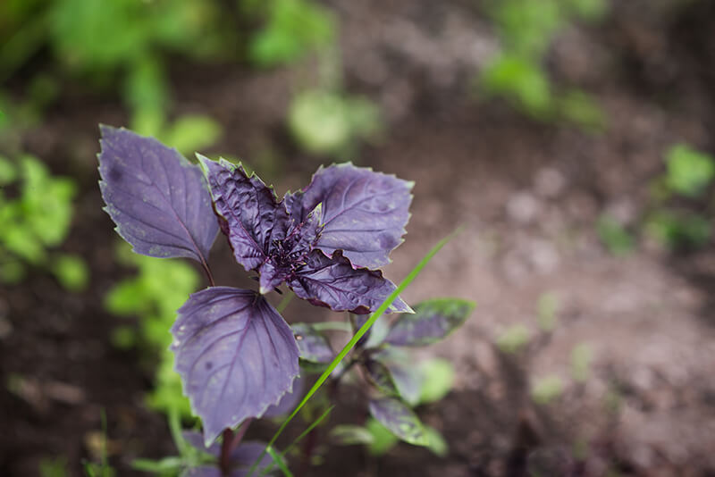 Red Rubin Basil