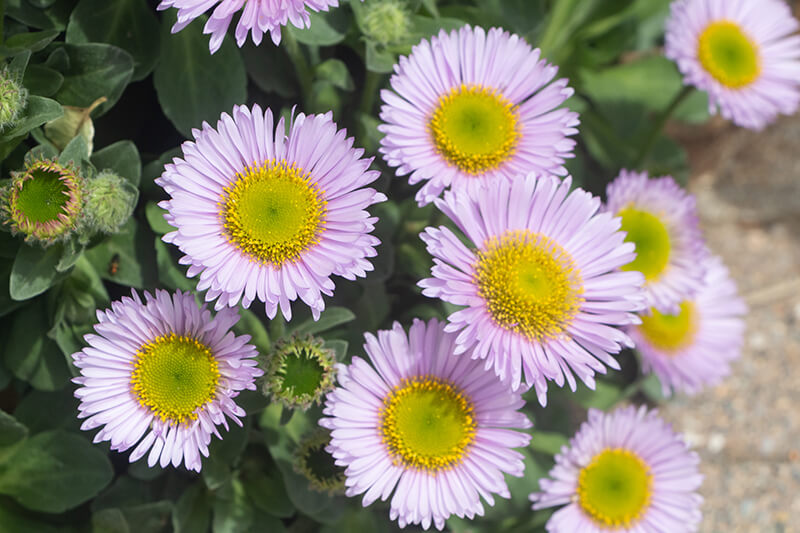 Seaside Daisy