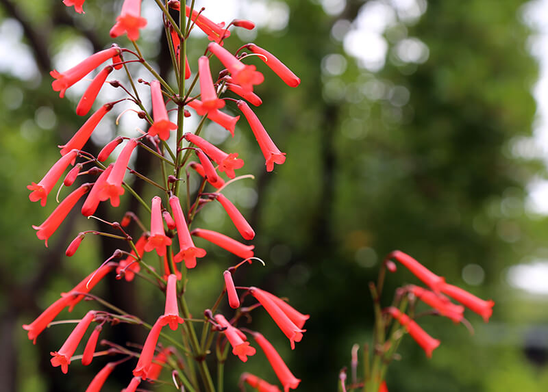 Cape Fuchsia