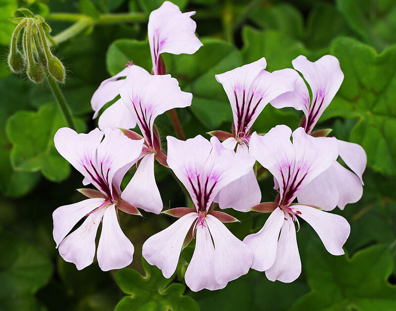 Ivy Geranium