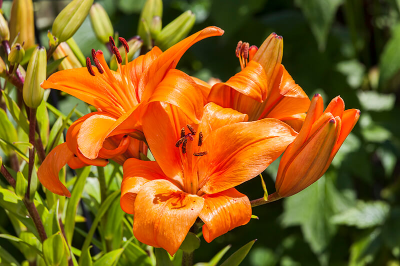 Lilium Enchantment