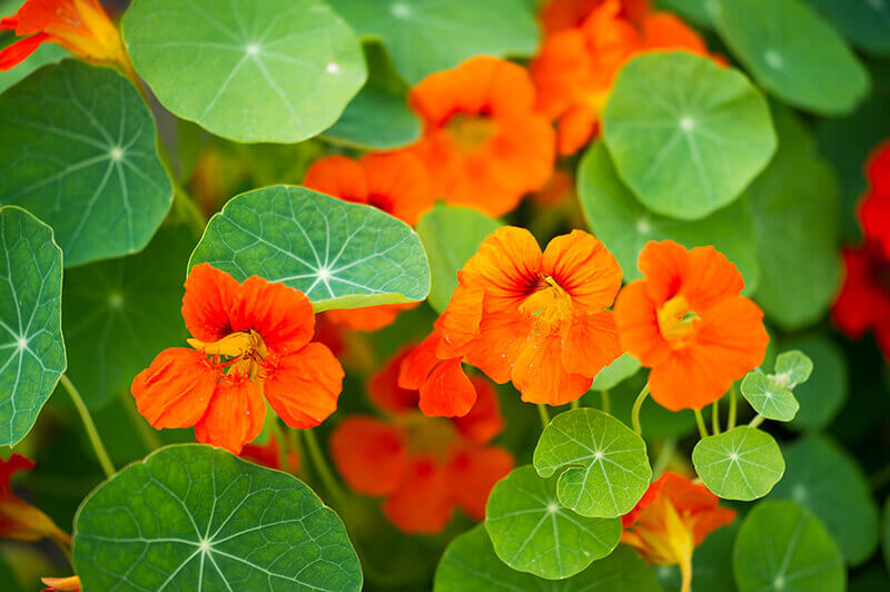 Nasturtium