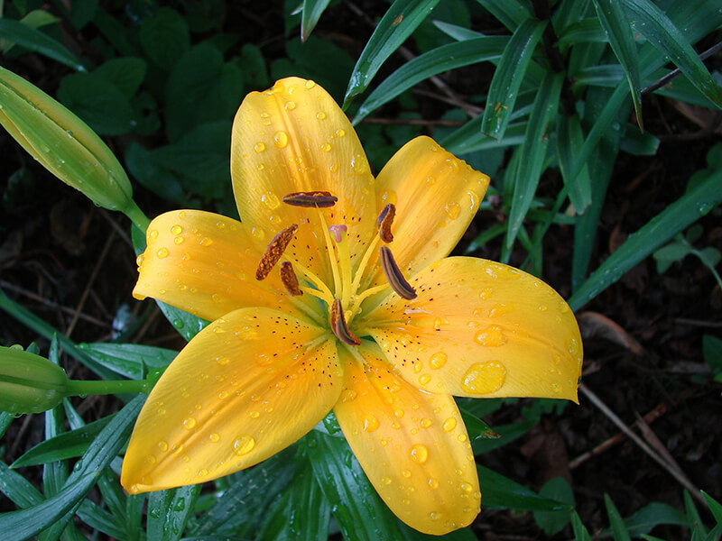 Lilium Connecticut King