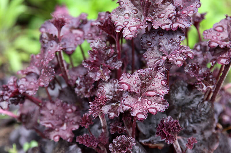 Black Coral Bell