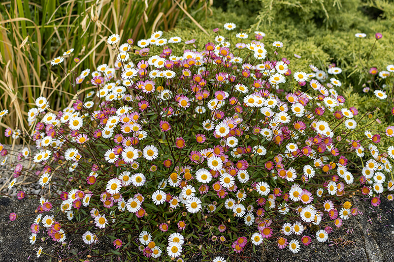 Mexican Fleabane