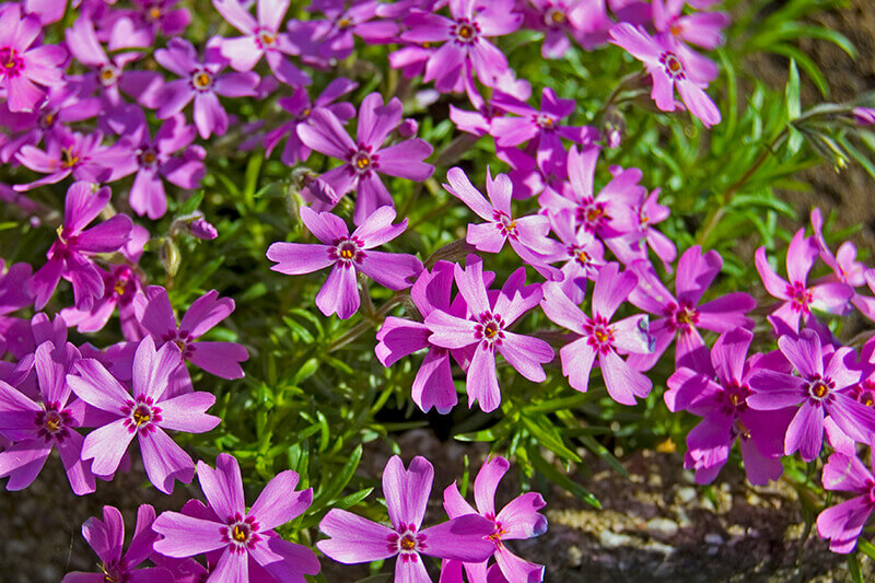 Verbena