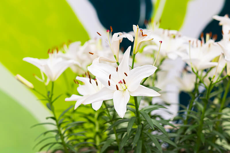 Lilium Roma