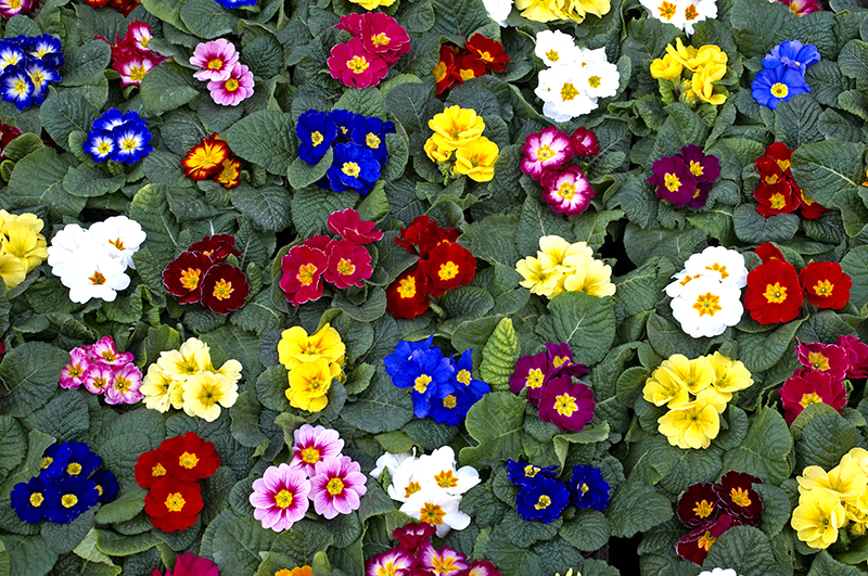 Polyanthus Primrose