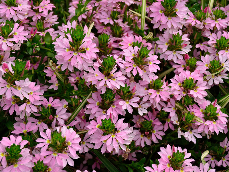 Fairy Fan Flower