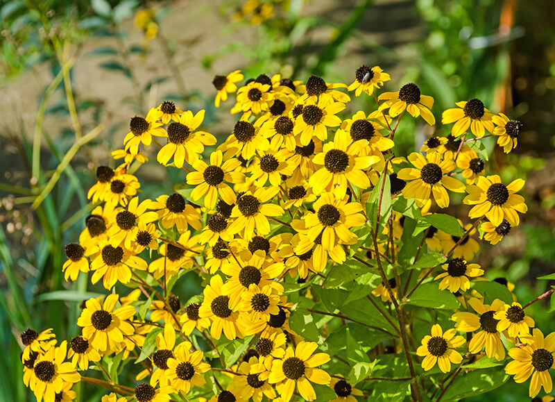 Brown-eyed Susan