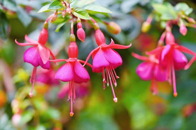 Hybrid Fuchsia