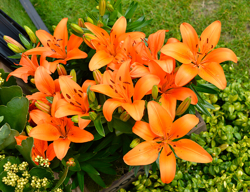 Orange Pixie Lily