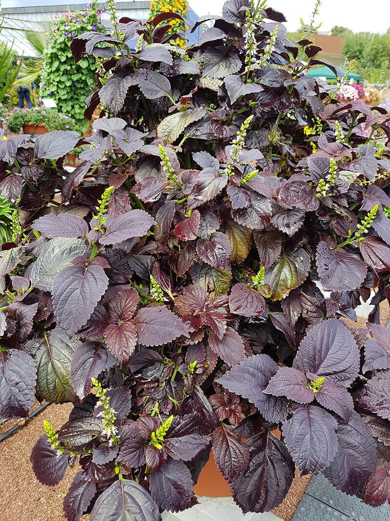 Black Prince Coleus