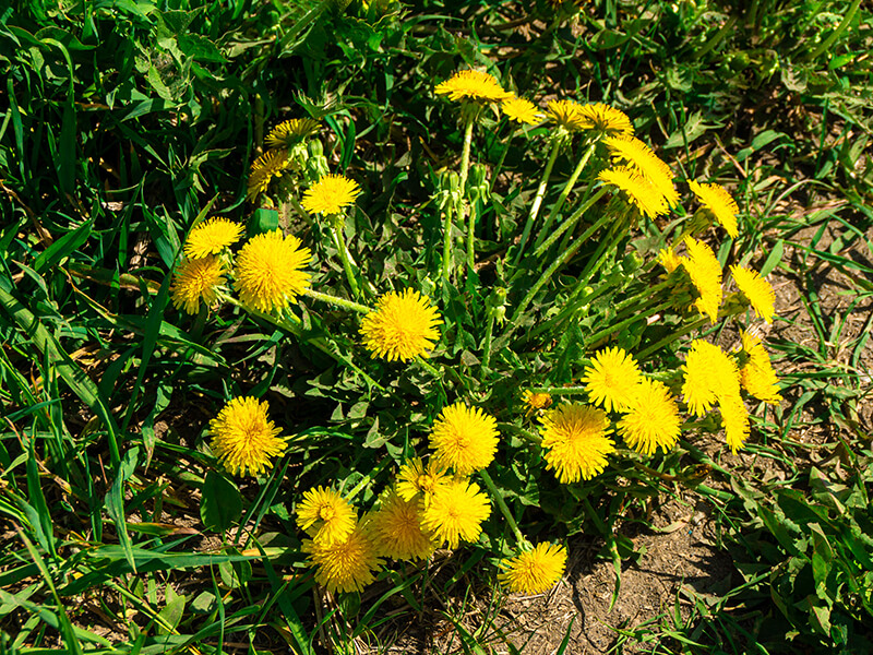 Common Dandelion