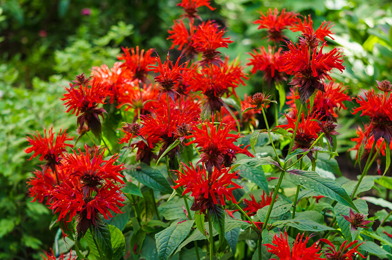 Bee Balm