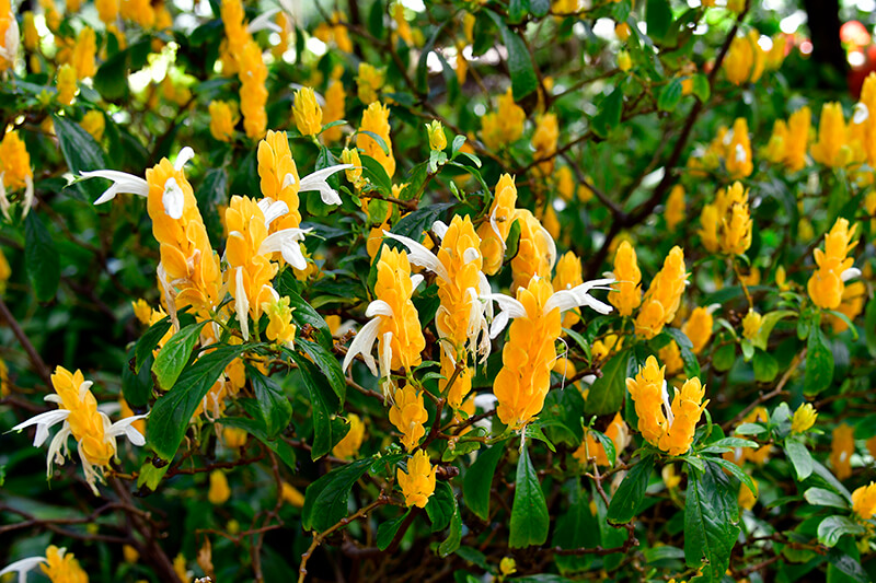 Lollipop Plant