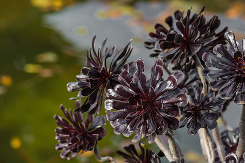 Zwartkop Aeonium