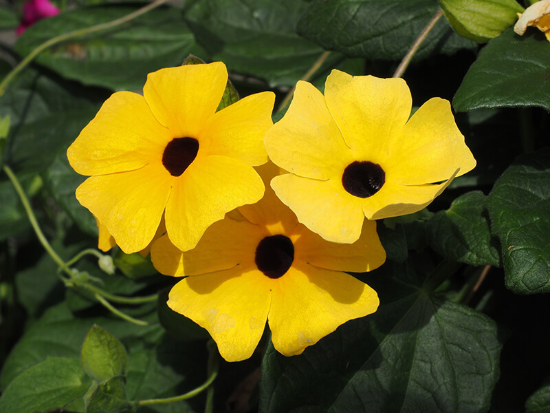 Black-eyed Susan Vine