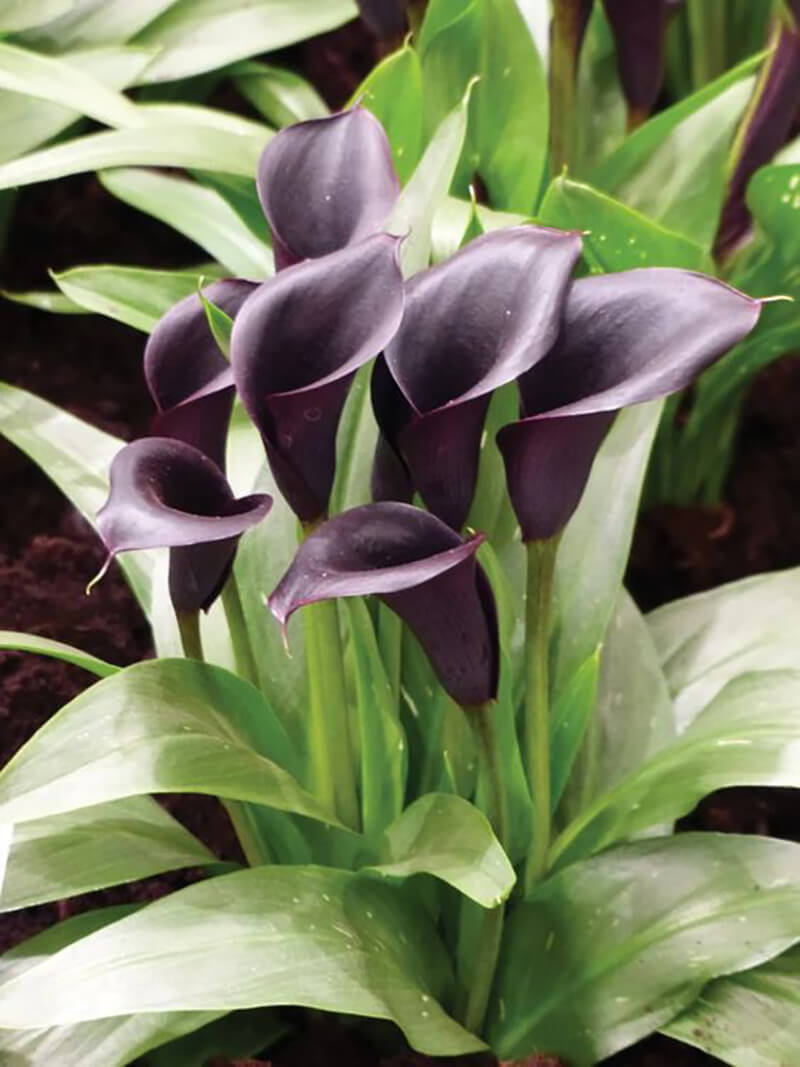 Zantedeschia Black Star