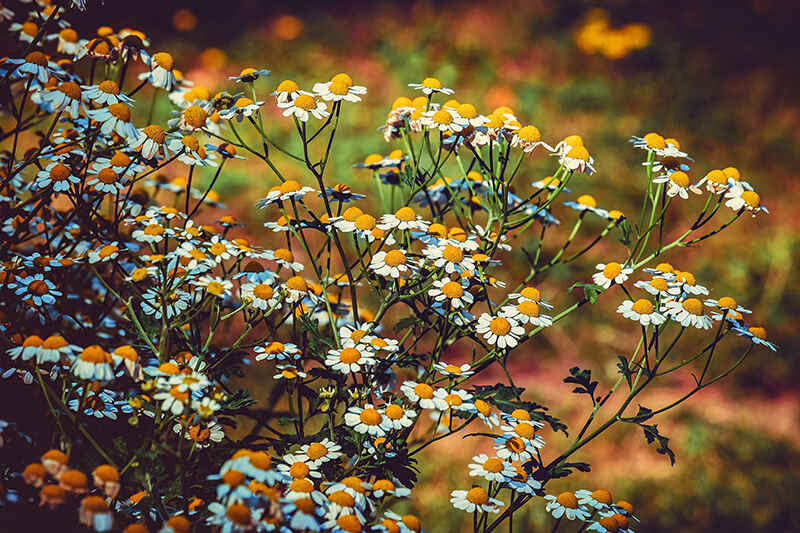 Double Feverfew