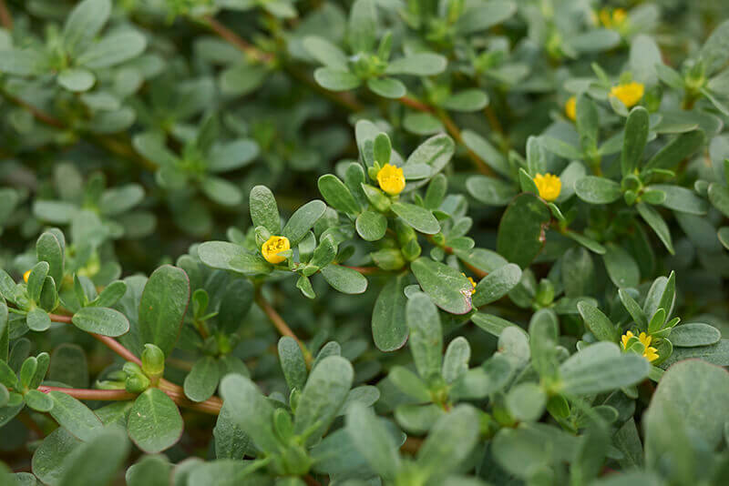 Moss Rose