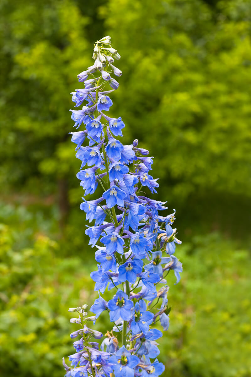 Larkspur