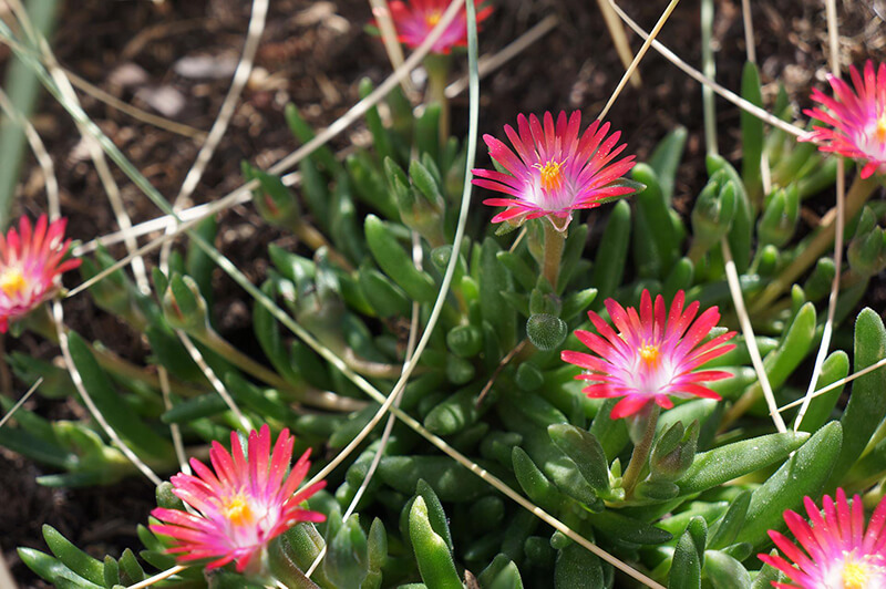 Heartleaf Iceplant