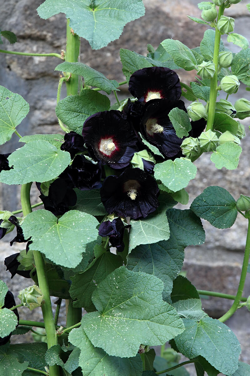 Nigra Hollyhock