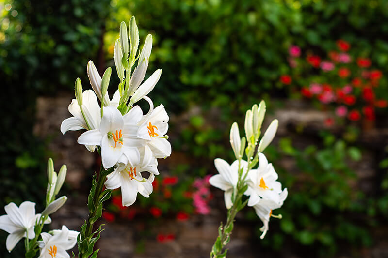 Lilium Longiflorum White American