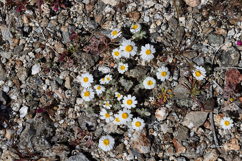 Mojave Desert Star