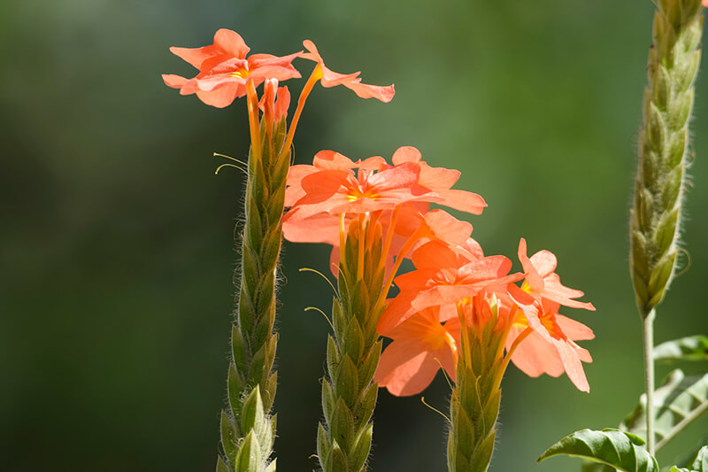 Firecracker Flower