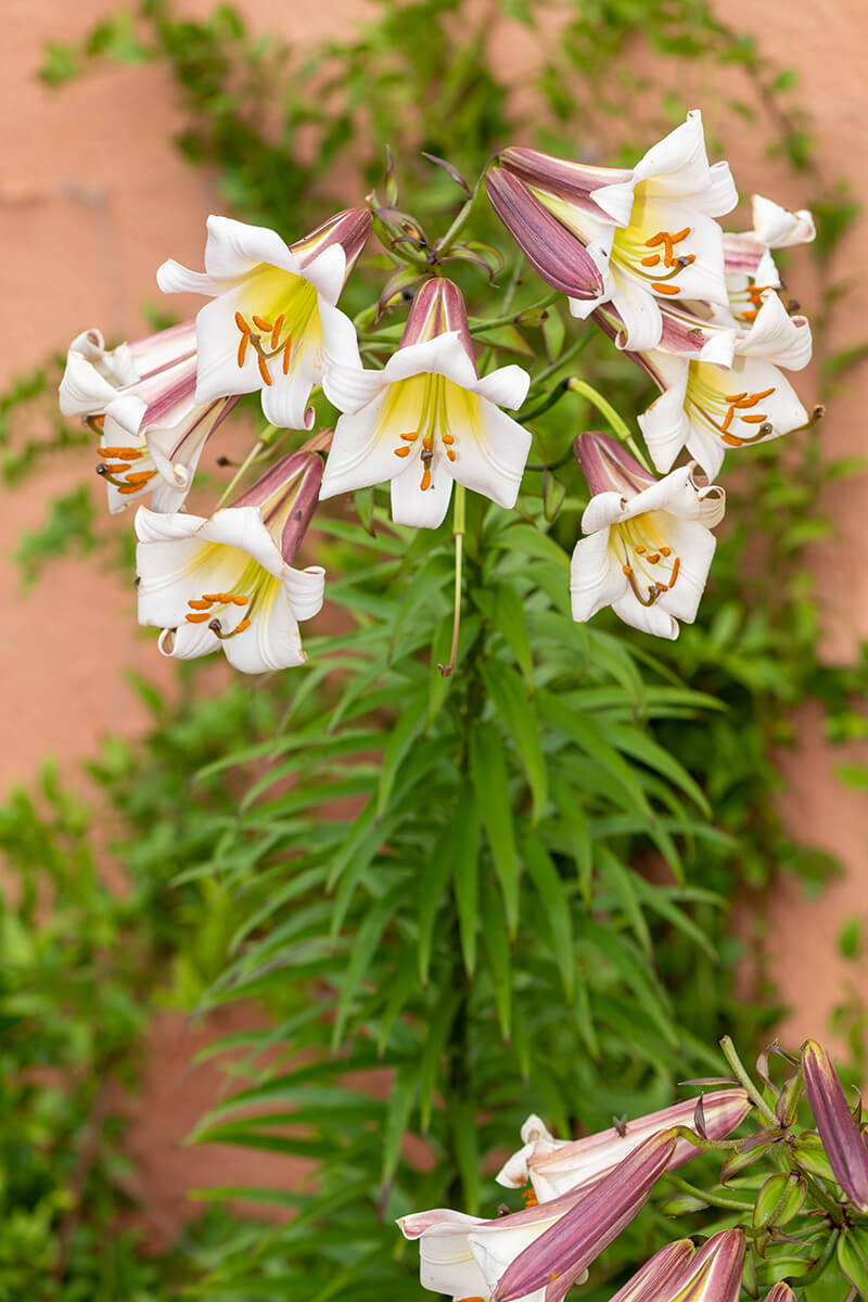 Lilium African Queen