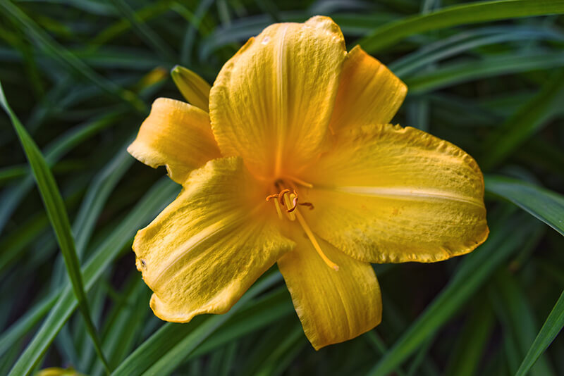 Lilium Golden Splendor